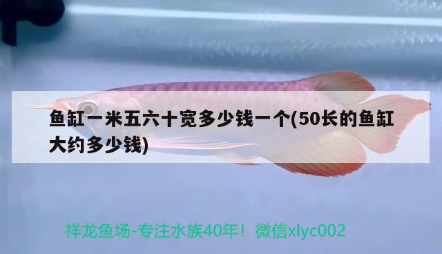 魚(yú)缸一米五六十寬多少錢(qián)一個(gè)(50長(zhǎng)的魚(yú)缸大約多少錢(qián)) 觀賞魚(yú)批發(fā)