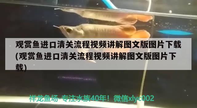 觀賞魚進口清關(guān)流程視頻講解圖文版圖片下載(觀賞魚進口清關(guān)流程視頻講解圖文版圖片下載) 觀賞魚進出口