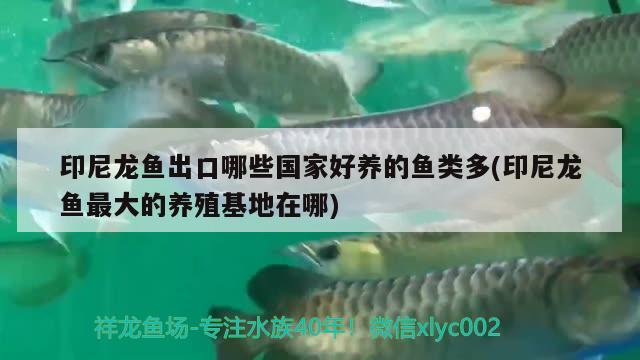 印尼龍魚出口哪些國家好養(yǎng)的魚類多(印尼龍魚最大的養(yǎng)殖基地在哪) 觀賞魚進出口