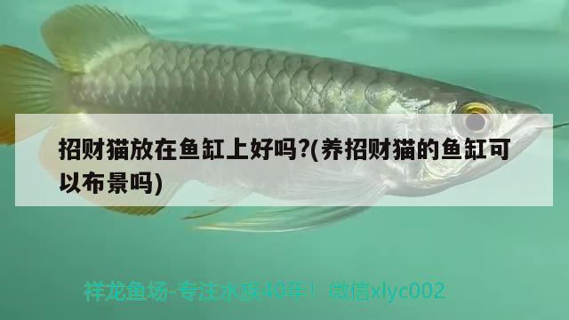 招財貓放在魚缸上好嗎?(養(yǎng)招財貓的魚缸可以布景嗎) 細(xì)線銀板魚苗