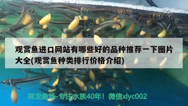 印尼觀賞魚(yú)進(jìn)口價(jià)格查詢表最新圖片大全集下載(進(jìn)口觀賞魚(yú)印尼供應(yīng)商)