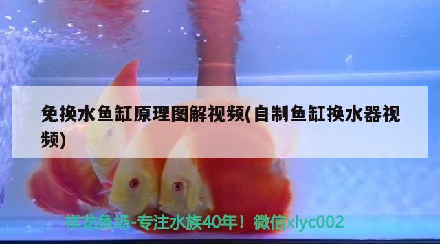 免換水魚缸原理圖解視頻(自制魚缸換水器視頻) 金龍福龍魚