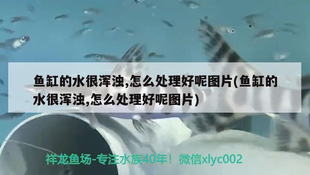 魚缸的水很渾濁,怎么處理好呢圖片(魚缸的水很渾濁,怎么處理好呢圖片)