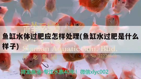 魚缸水體過肥應(yīng)怎樣處理(魚缸水過肥是什么樣子)