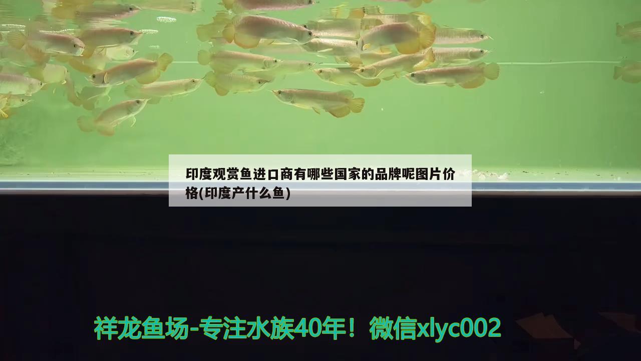 印度觀賞魚(yú)進(jìn)口商有哪些國(guó)家的品牌呢圖片價(jià)格(印度產(chǎn)什么魚(yú)) 觀賞魚(yú)進(jìn)出口 第3張