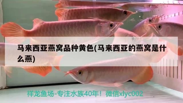 清遠(yuǎn)水族館各有各的美 祥禾Super Red紅龍魚 第3張