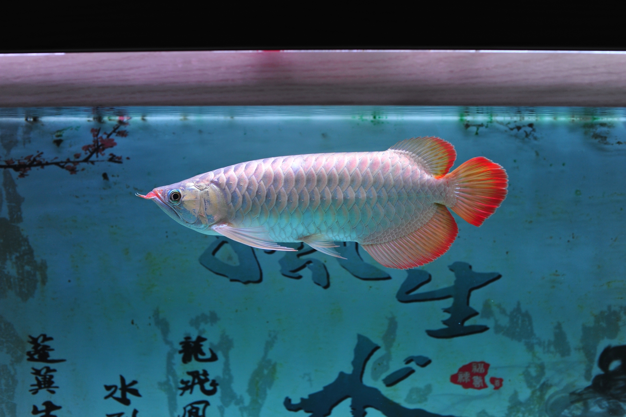 資陽(yáng)水族館:國(guó)慶快樂71歲了 白子黑帝王魟魚 第1張