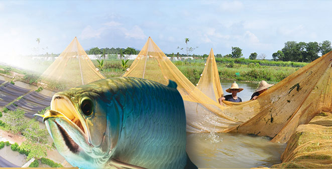 牟平區(qū)杰成觀賞魚養(yǎng)殖中心（牟平區(qū)杰成觀賞魚養(yǎng)殖中心地址） 全國水族館企業(yè)名錄 第3張