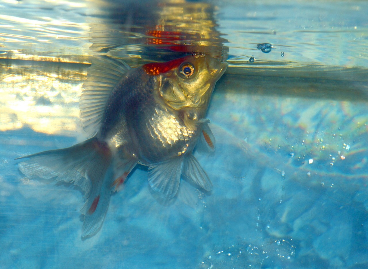 泰獅金魚要多大魚缸養(yǎng)才好？魚缸的維護和水質(zhì)管理非常重要