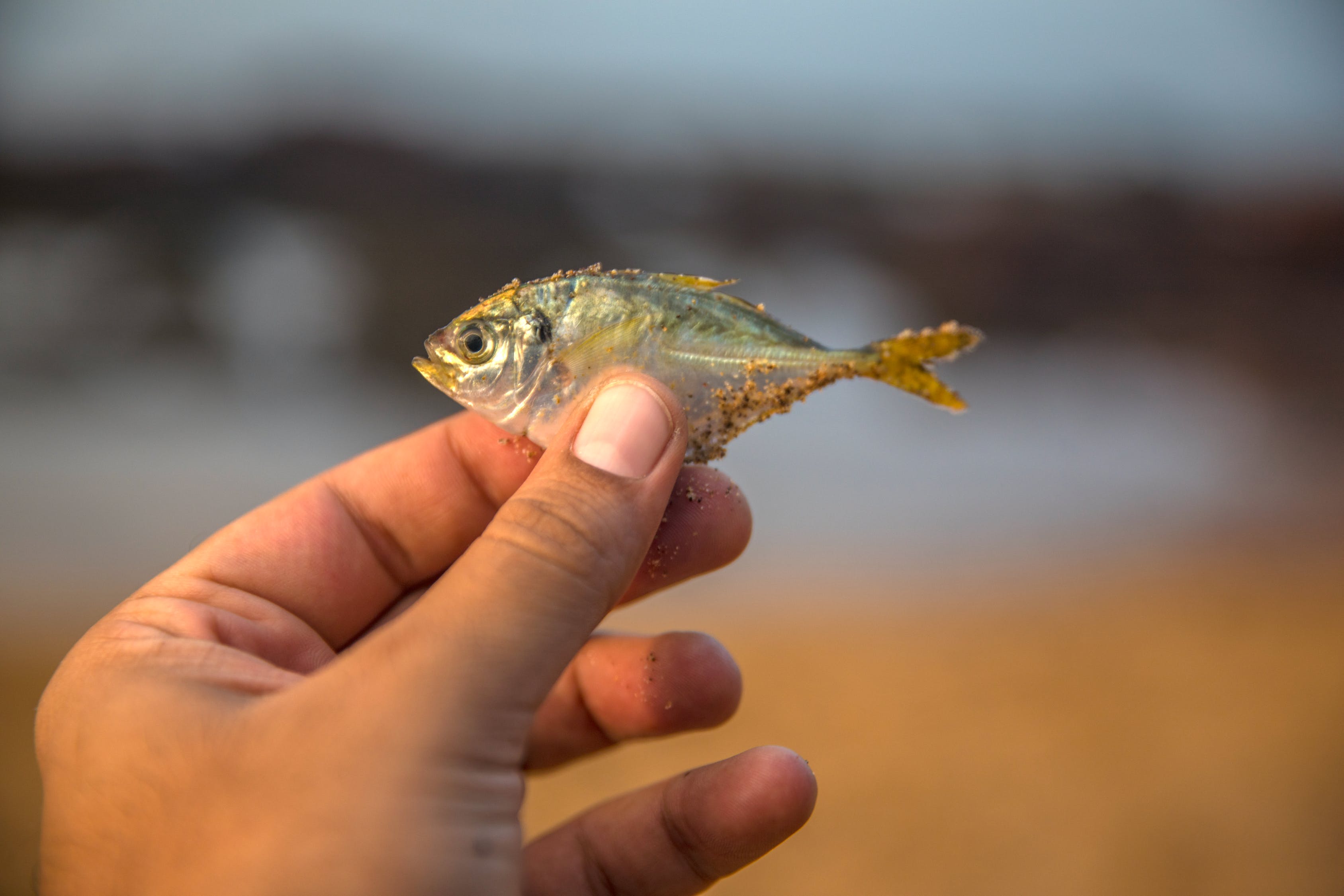 什么魚放在魚缸里面不死好養(yǎng)