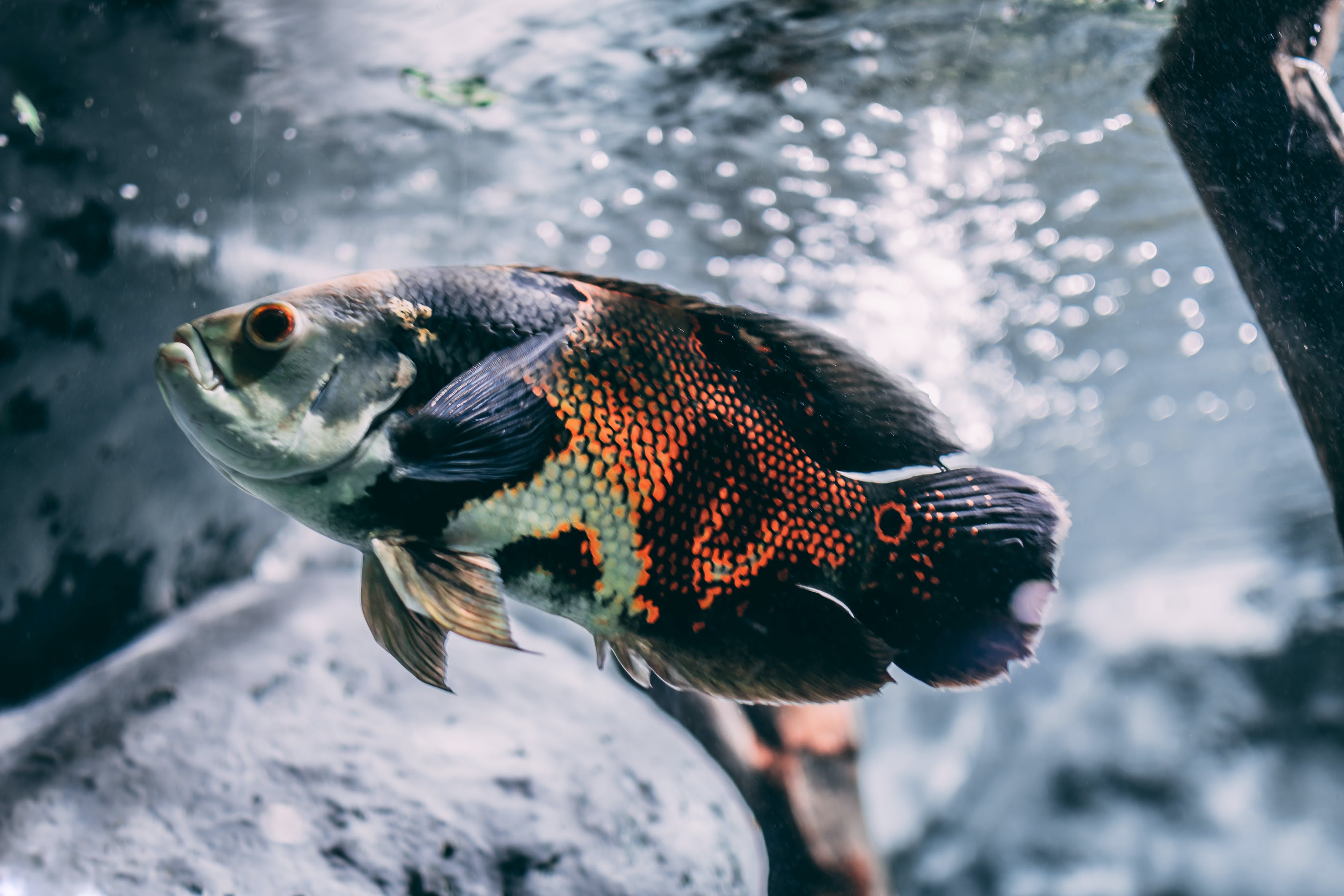 龍魚與底層魚類的混養(yǎng)龍魚與上層魚類的混養(yǎng)龍魚適合與什么魚混養(yǎng) 養(yǎng)魚知識 第1張