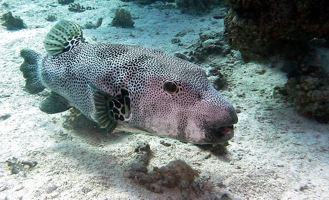 魚(yú)缸水質(zhì)問(wèn)題過(guò)度喂食和水質(zhì)不穩(wěn)定 白子球鯊魚(yú) 第2張