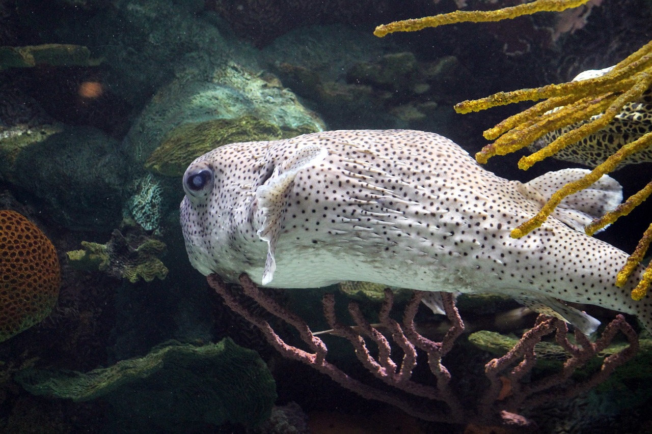 水族館的魚缸用什么樹脂做的?：水族館的魚缸用什么樹脂做的好 觀賞魚市場(chǎng)（混養(yǎng)魚） 第2張