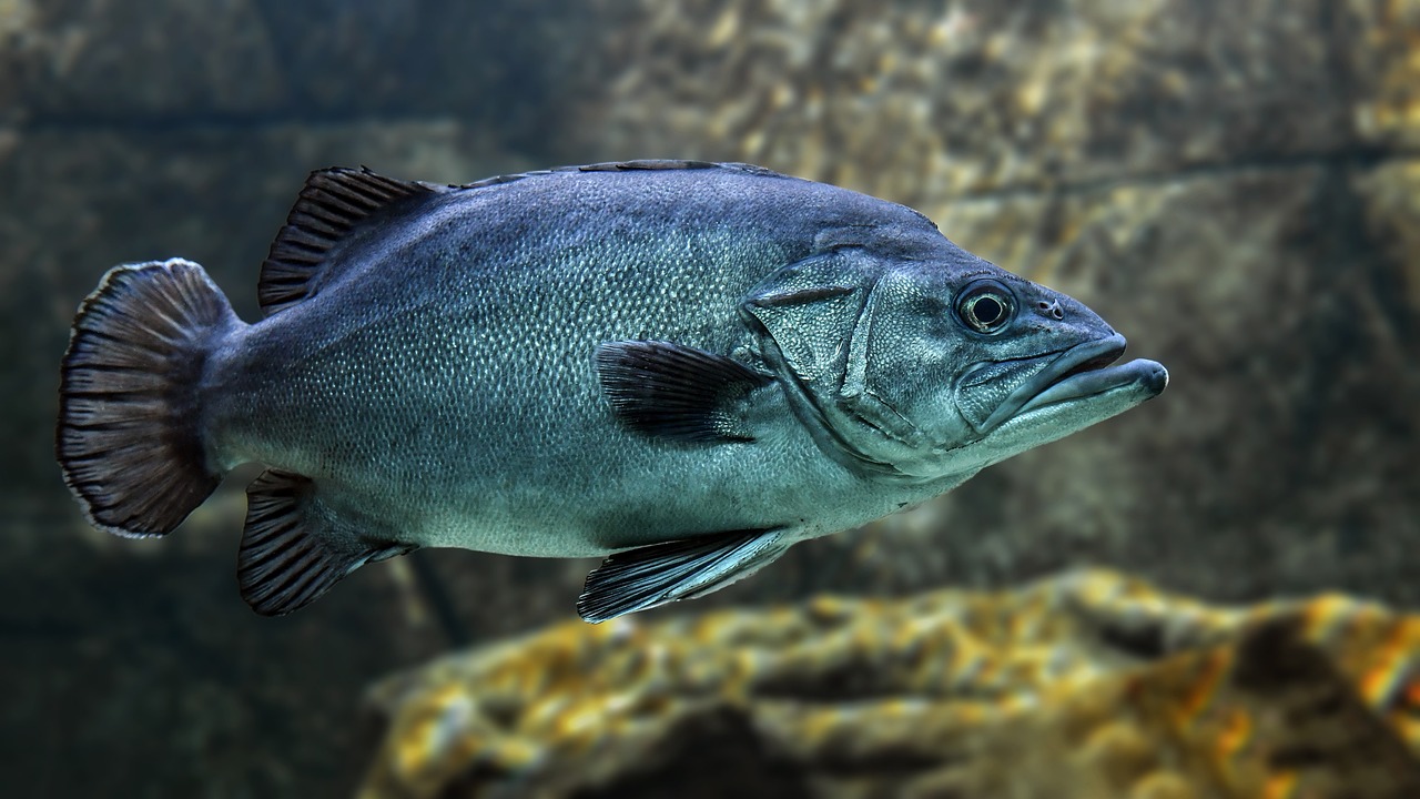 銀龍魚產(chǎn)于哪個(gè)國(guó)家（銀龍魚的產(chǎn)地） 銀龍魚 第2張