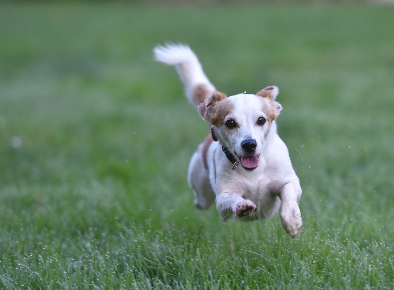 巴哥犬是什么品種， 充氧泵 第2張