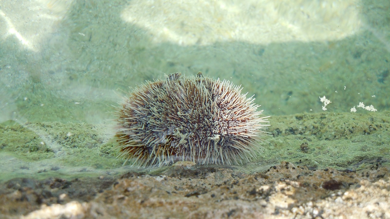 海底有金魚， 潛水艇魚 第2張