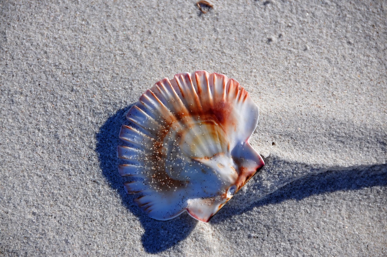 紅老虎魚有沒有毒，老虎魚有毒嗎？ 紅老虎魚 第2張