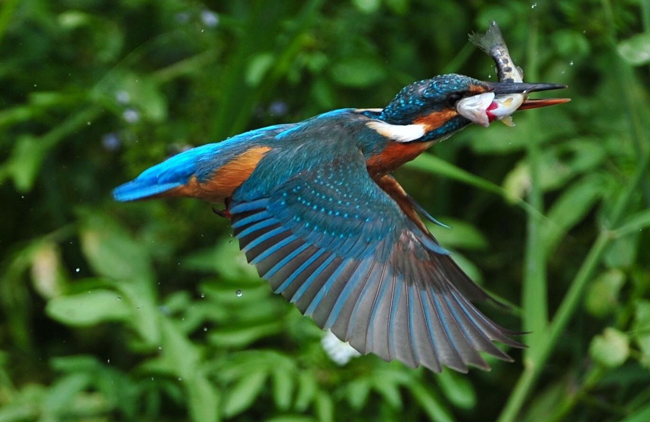 剛出生的小鳳尾魚怎么喂養(yǎng)，鳳尾魚的養(yǎng)殖方法 元寶鳳凰魚 第1張