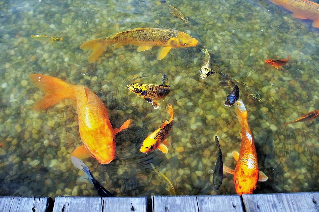 錦鯉身體是白色尾巴是金色，新買的錦鯉拿回家發(fā)現(xiàn)魚鱗已經(jīng)掉成這樣了。求問,這魚健康嗎