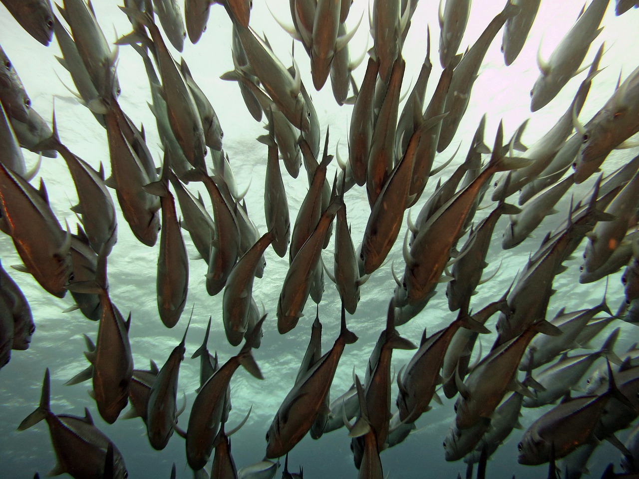 魚缸水過濾幾天能放魚？放魚的最佳時間