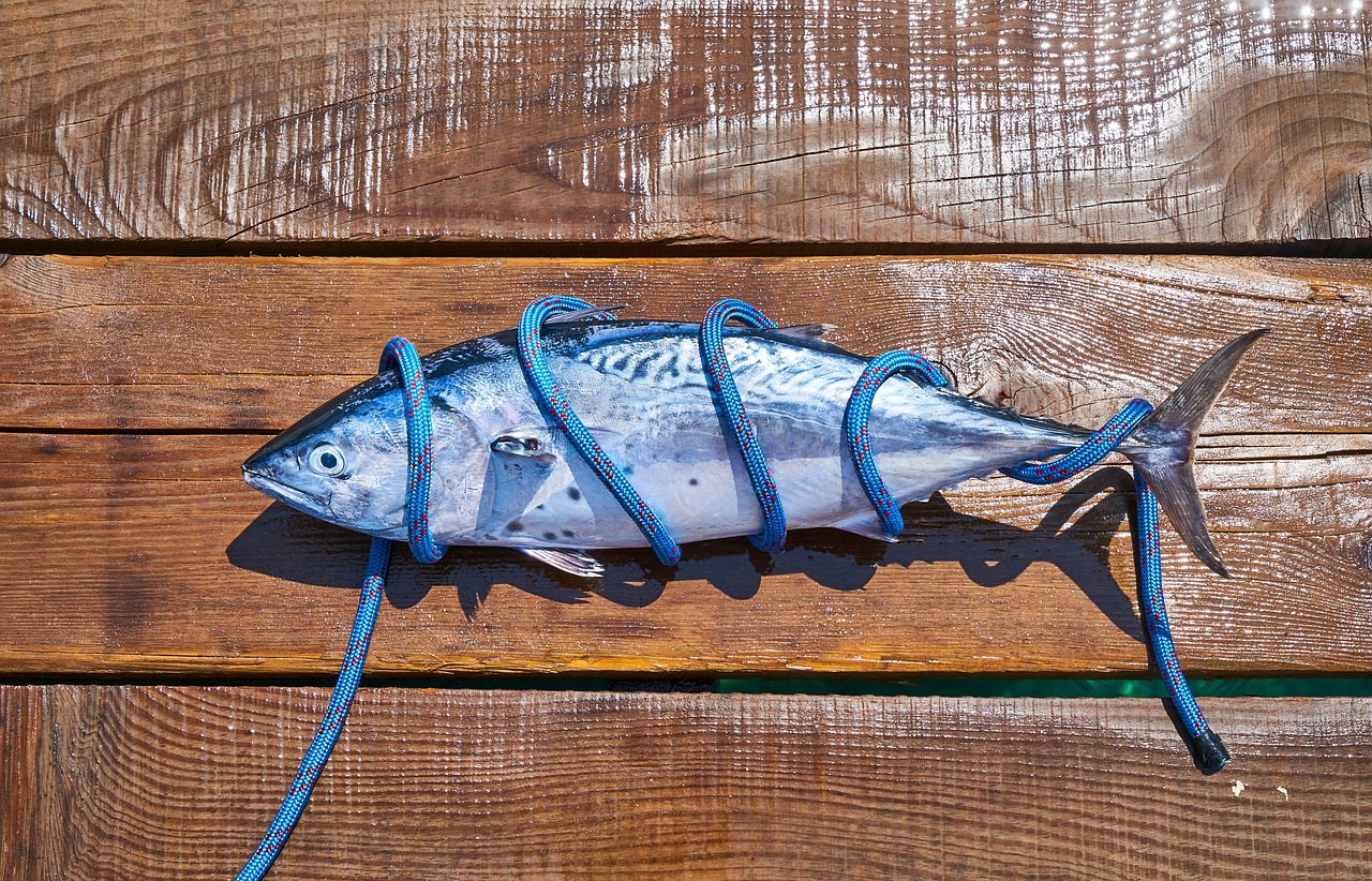 珍珠魟魚飼養(yǎng)此魚的飼養(yǎng)方法、珍珠魟魚飼養(yǎng)方法 觀賞魚 第1張