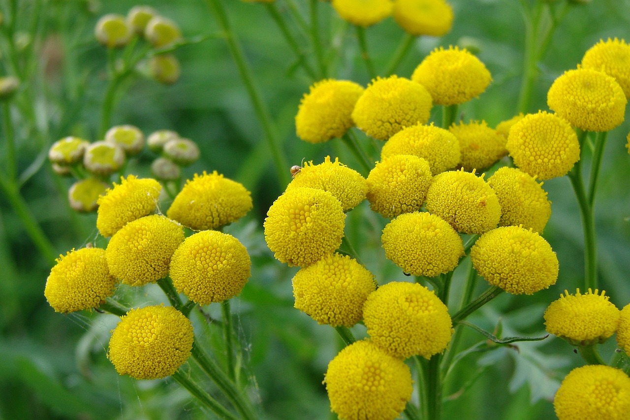 農(nóng)村俗名叫“和尚頭”的植物和尚頭植物全圖和草藥全圖 殺菌消毒設(shè)備 第2張