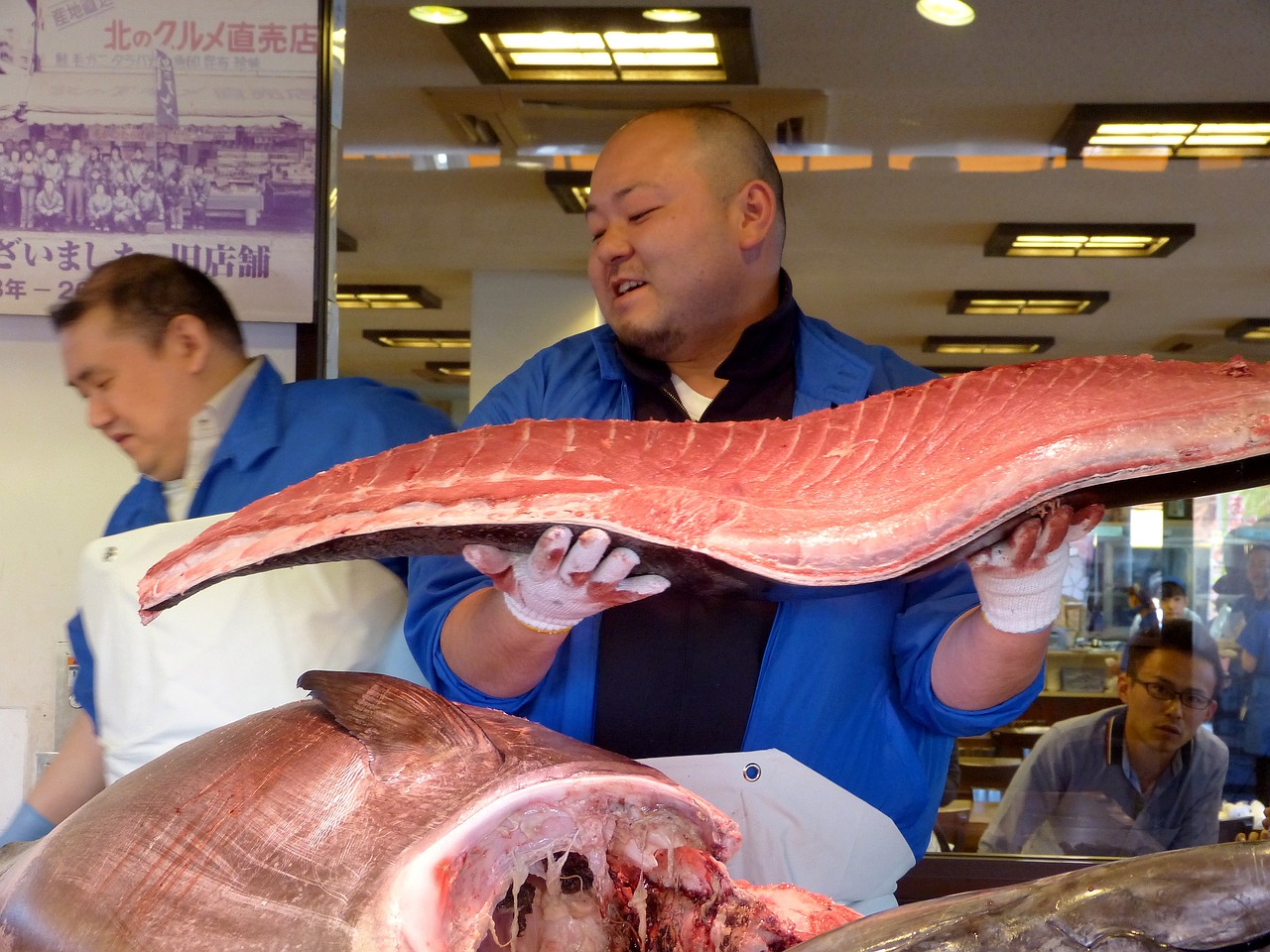 藍寶石魚吃什么，如何飼養(yǎng)，藍寶石魚的飼養(yǎng)技術(shù)