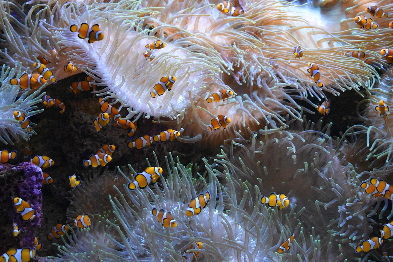 番禺哪里有水族館玩？番禺有海洋館嗎？ 觀賞魚市場(chǎng) 第2張