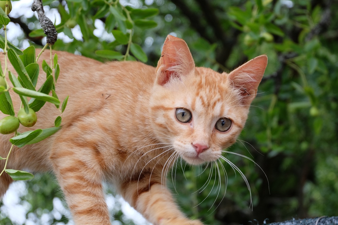 人工飼養(yǎng)孔雀的價值，孔雀龜為什么那么貴 烏龜 第2張