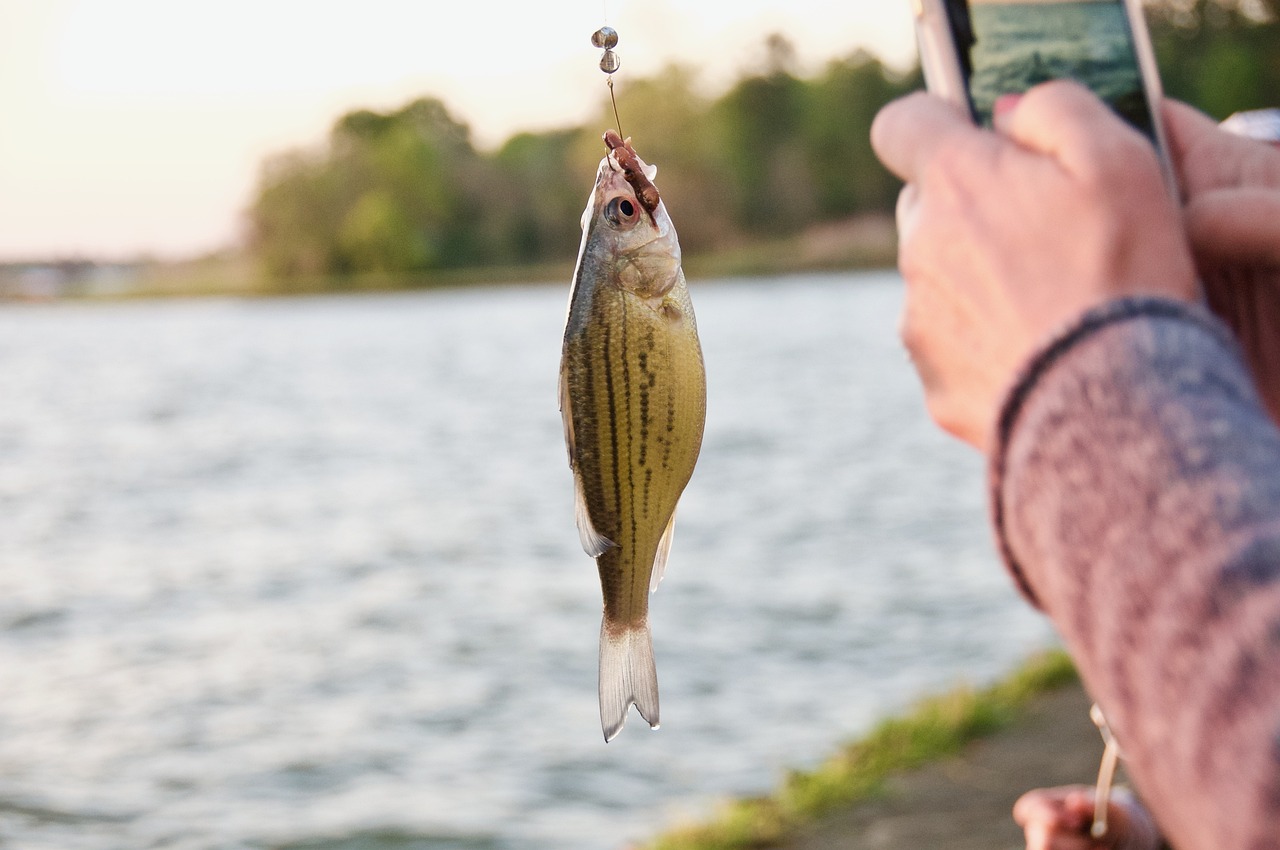 野生魚超兇的十大魚類，你知道幾種？ 除藻劑 第2張