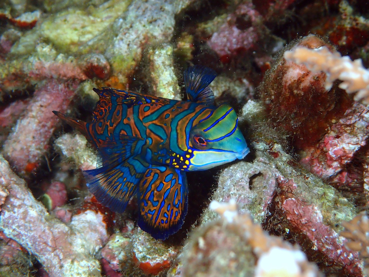 最好養(yǎng)的小型水生動物排行，養(yǎng)狗頭魚用什么水 狗頭魚 第2張