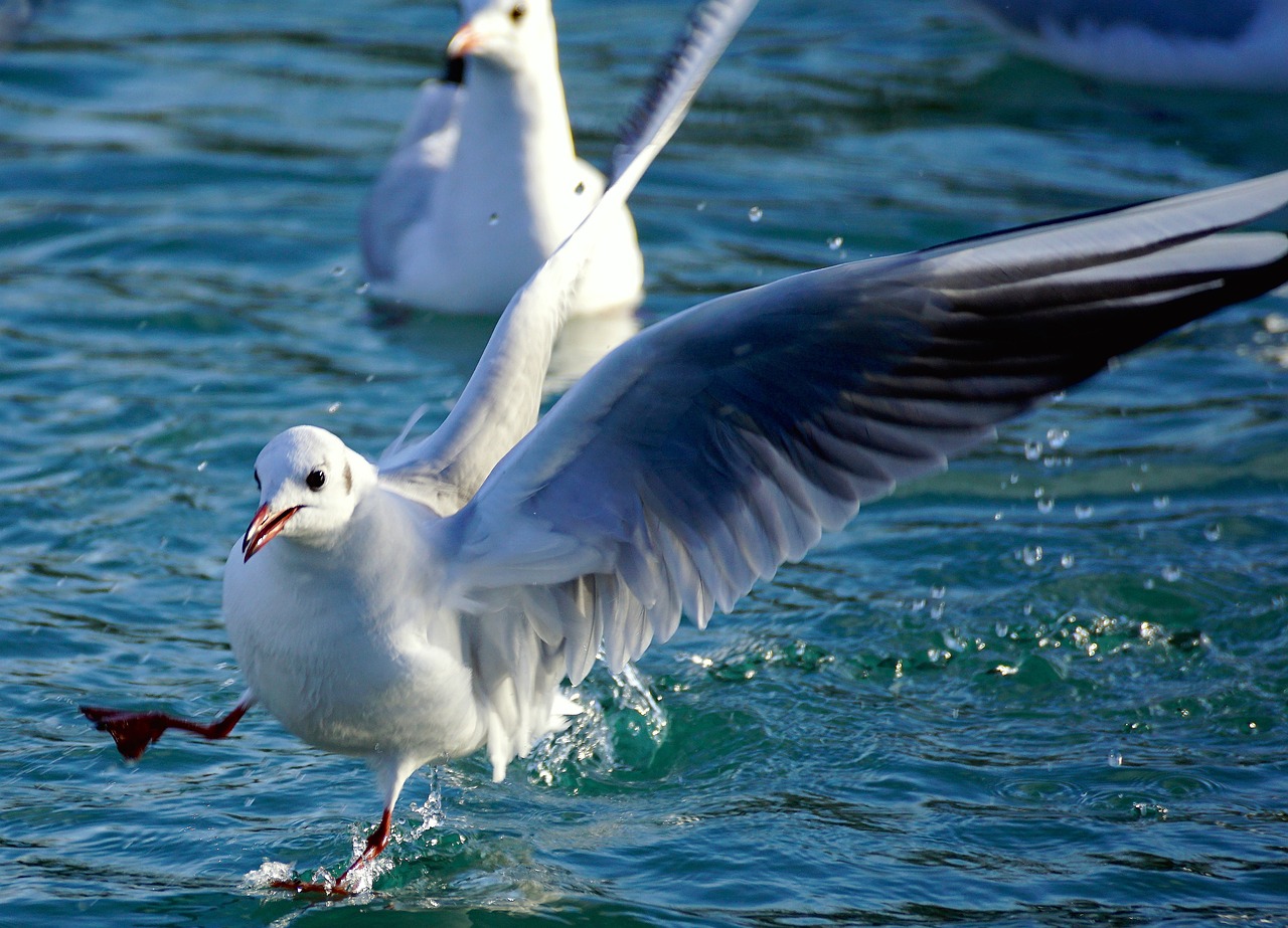 六間魚(yú)與十間魚(yú)哪個(gè)兇，寵物魚(yú)智商排名