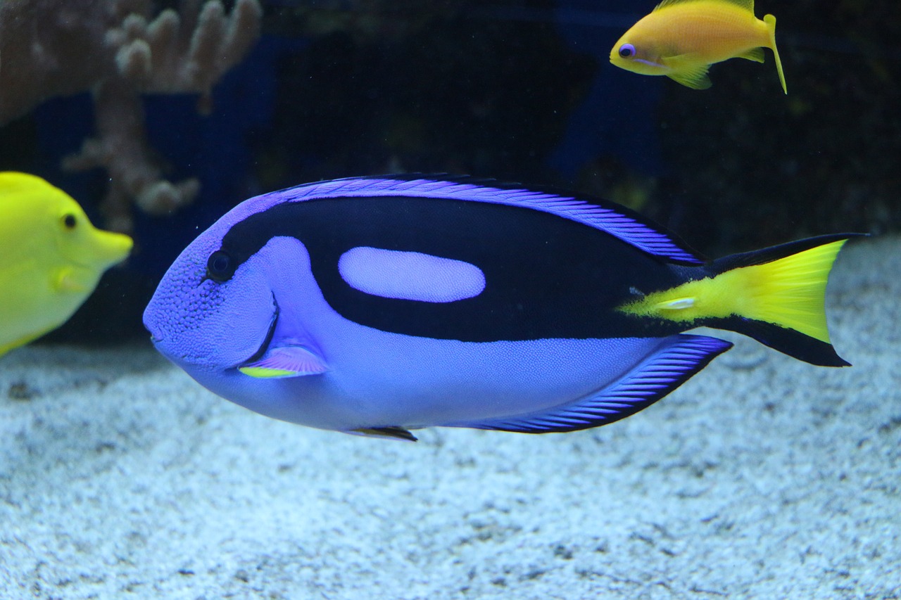 海水觀賞魚種類介紹：紅海藍(lán)唇魚斑馬魚珊瑚鳚彩虹魚獅子魚 ?；?異型虎魚/純色虎魚 第2張