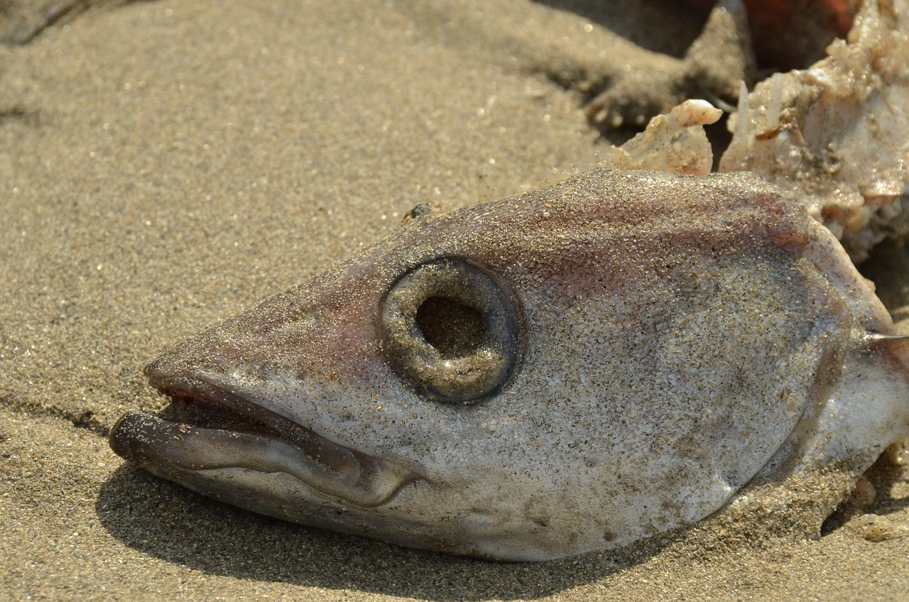 荷花缸里養(yǎng)什么魚不容易死亡 養(yǎng)魚知識 第2張