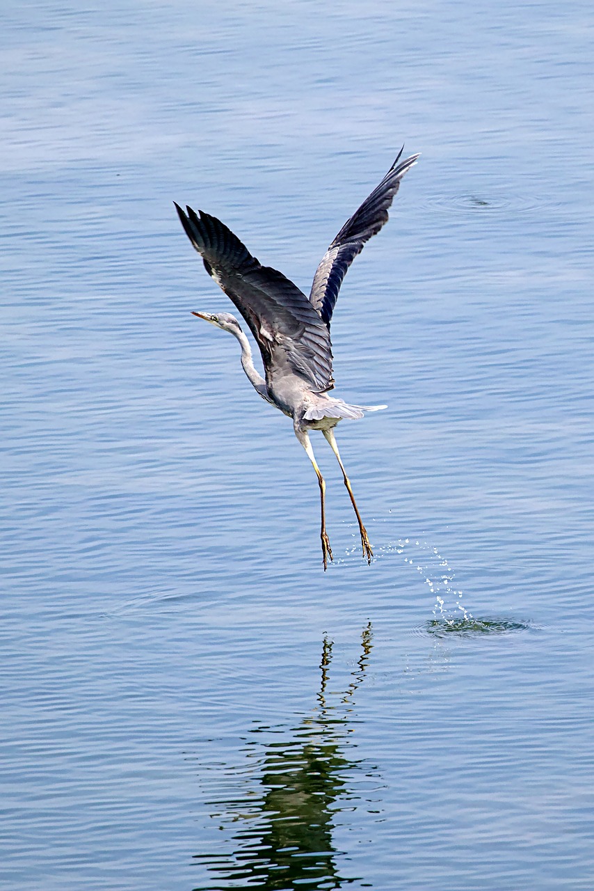 什么顏色的蝶尾金魚(yú)最好，蝶尾習(xí)性 觀賞魚(yú) 第3張