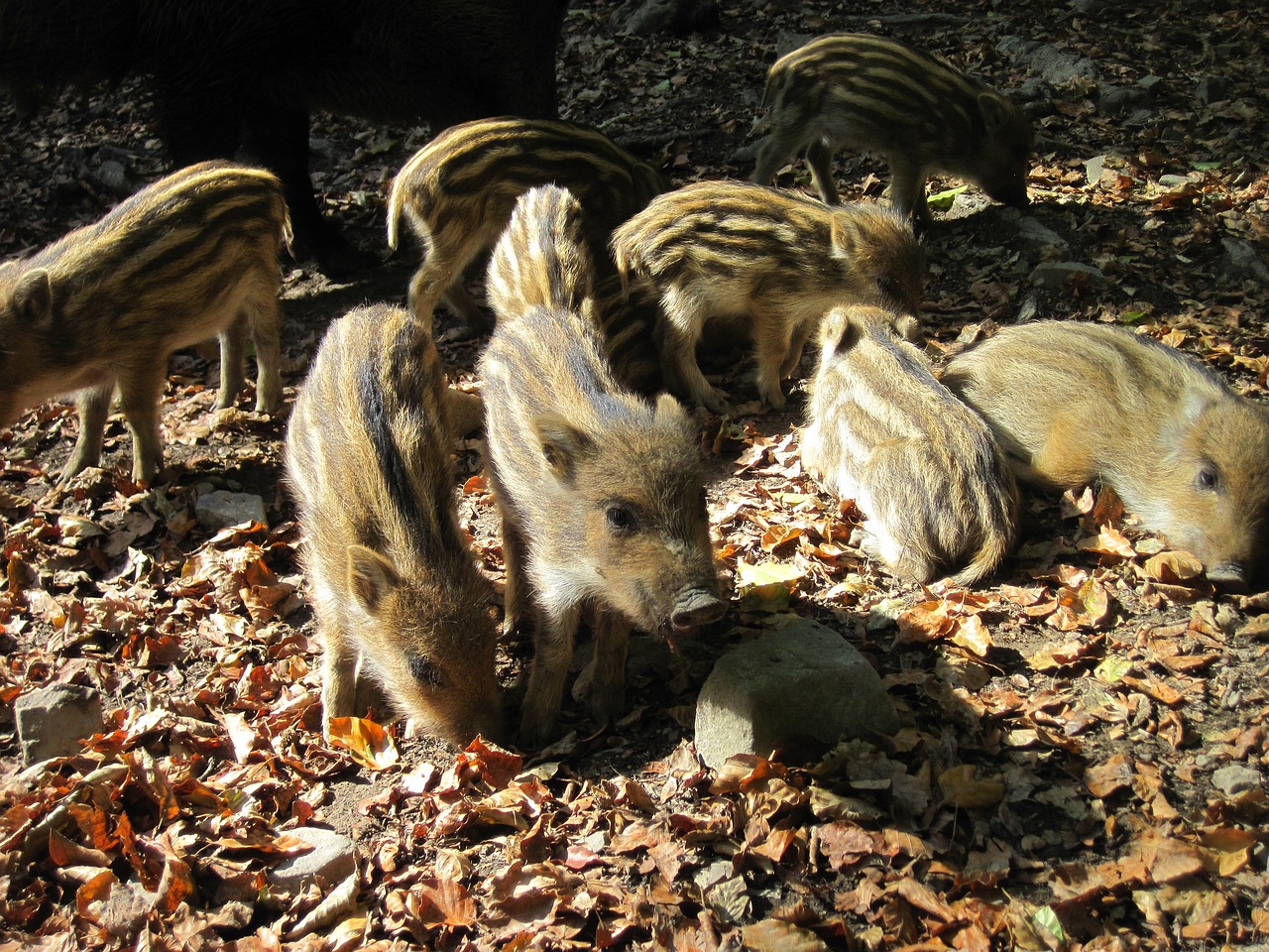 屬虎的孩子性格，家庭養(yǎng)魚適合養(yǎng)什么品種 觀賞魚 第3張