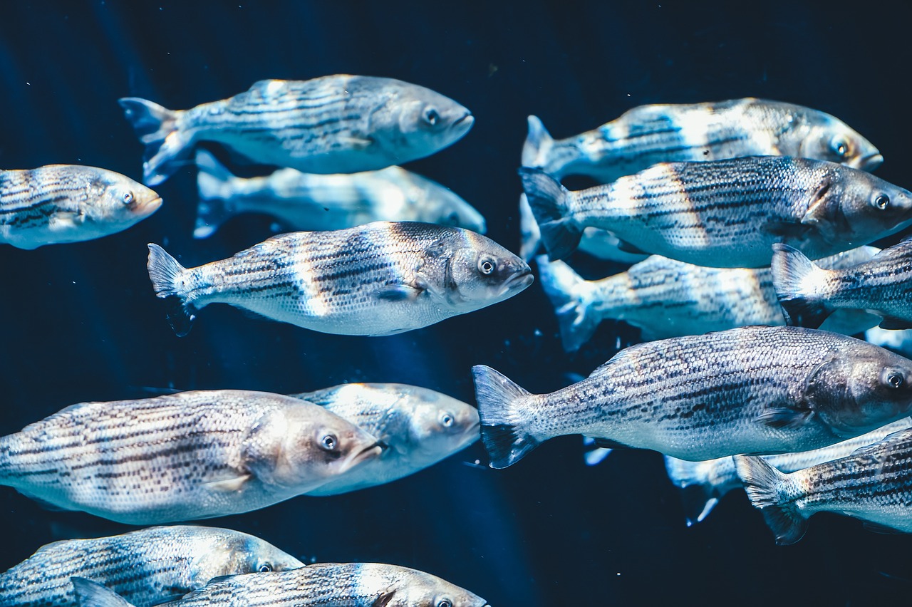 日本錦鯉魚分為哪些種類，如何挑選優(yōu)質(zhì)丹頂錦鯉 丹頂錦鯉魚 第2張