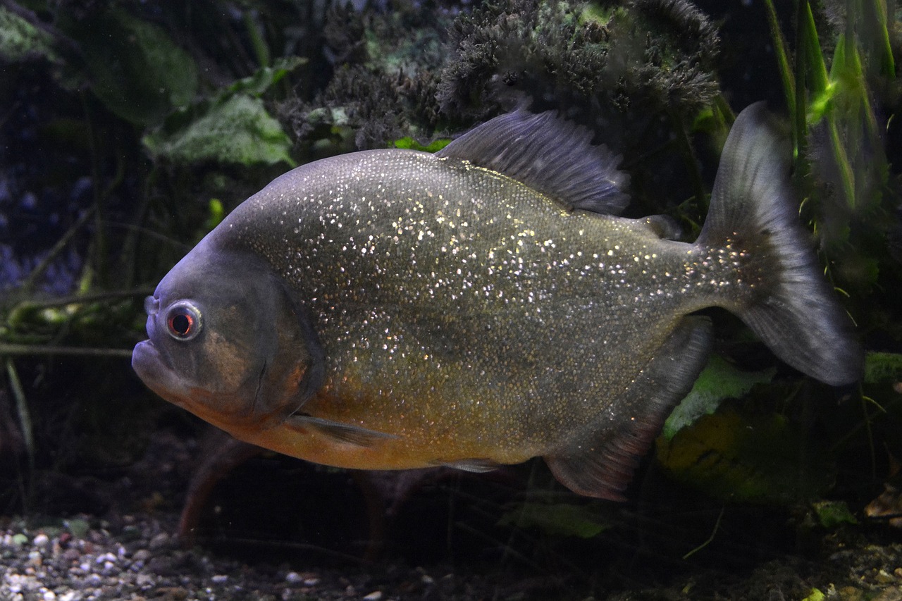 白銀水族館魚友們好好在家看魚吧