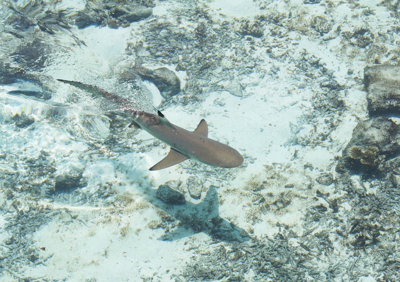 鯊魚(yú)搜索百度云，和鯊魚(yú)搜索百度云對(duì)應(yīng)的相關(guān)信息