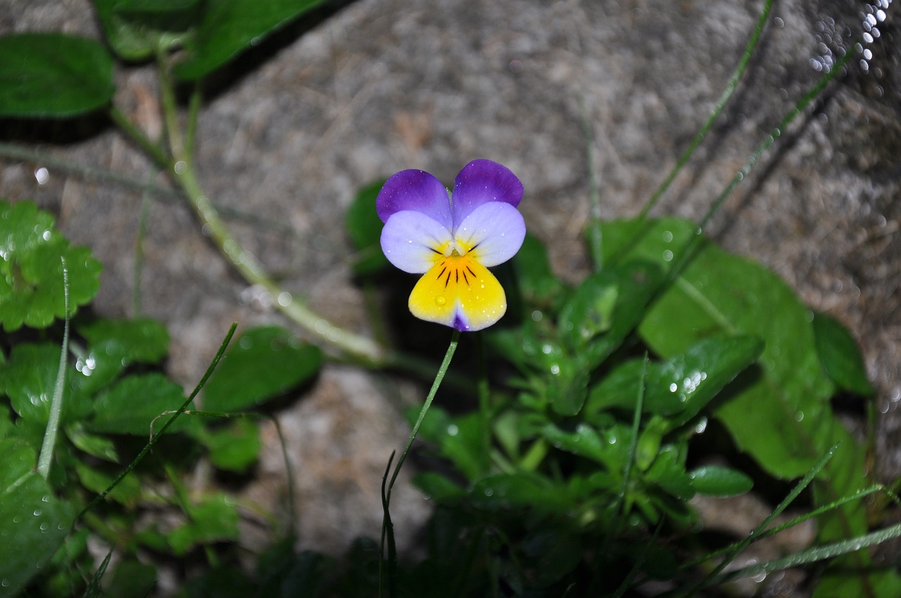 魚(yú)缸適合養(yǎng)什么花魚(yú)缸適合養(yǎng)什么花草 龍鳳鯉魚(yú) 第1張