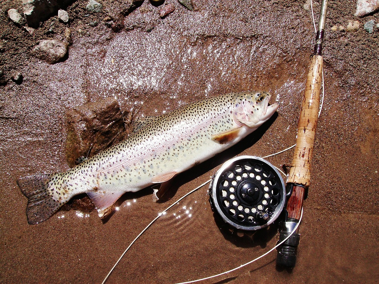 泰國虎魚和印尼虎魚有什么區(qū)別？ 虎魚百科 第1張