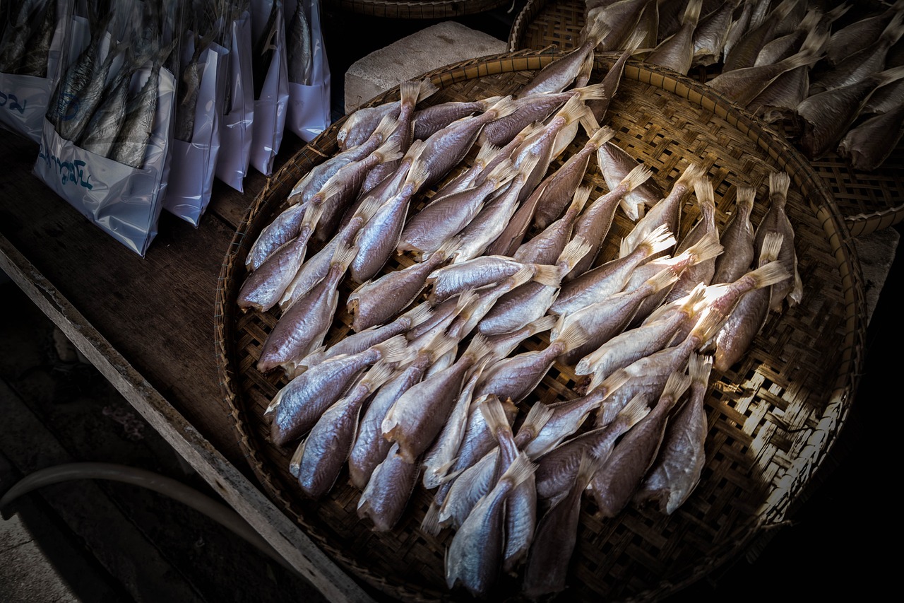 為什么養(yǎng)金龍魚不造景 為什么養(yǎng)金龍魚不造景呢