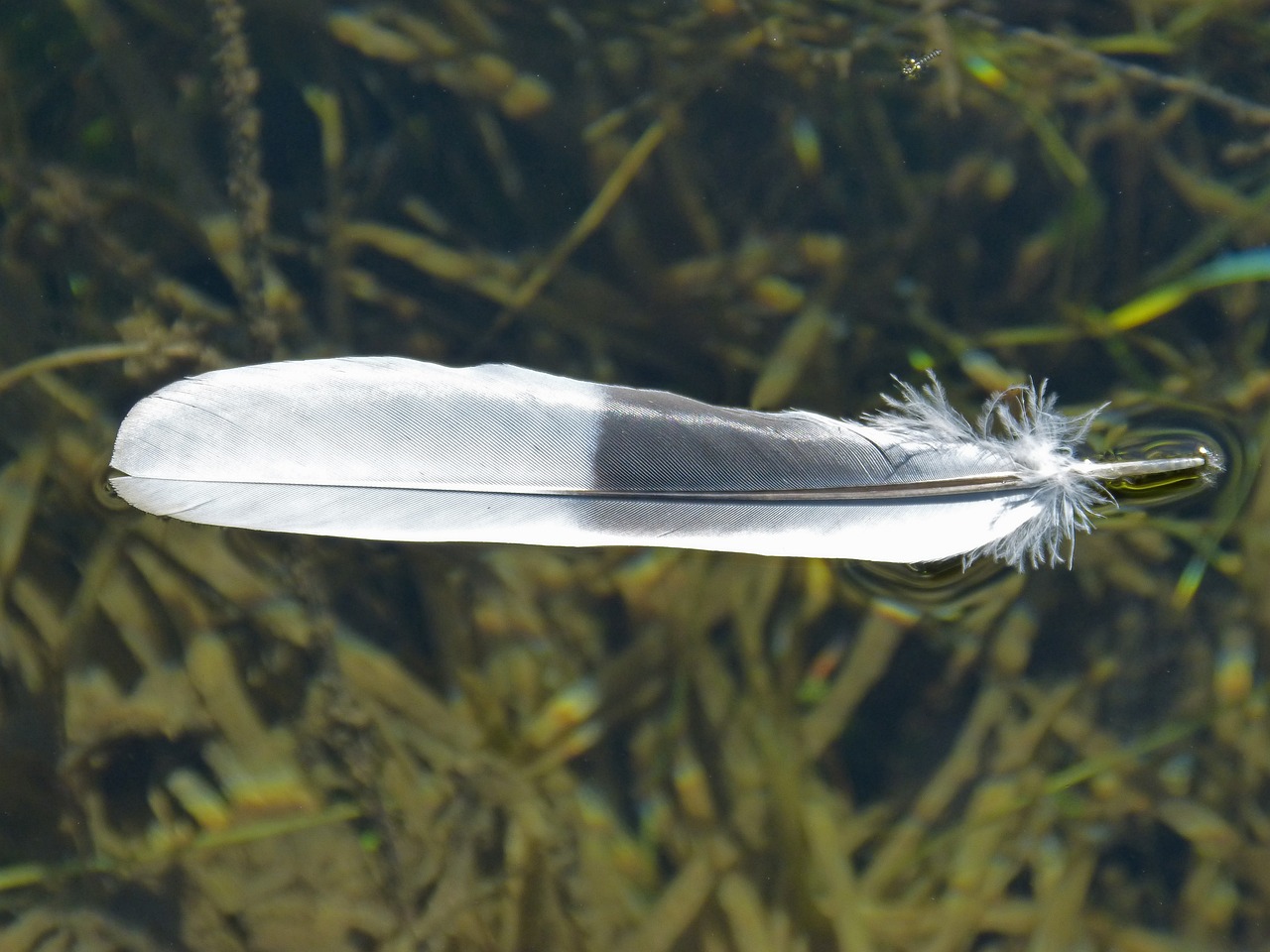 孔雀魚有多少個品種，孔雀魚品種有哪些