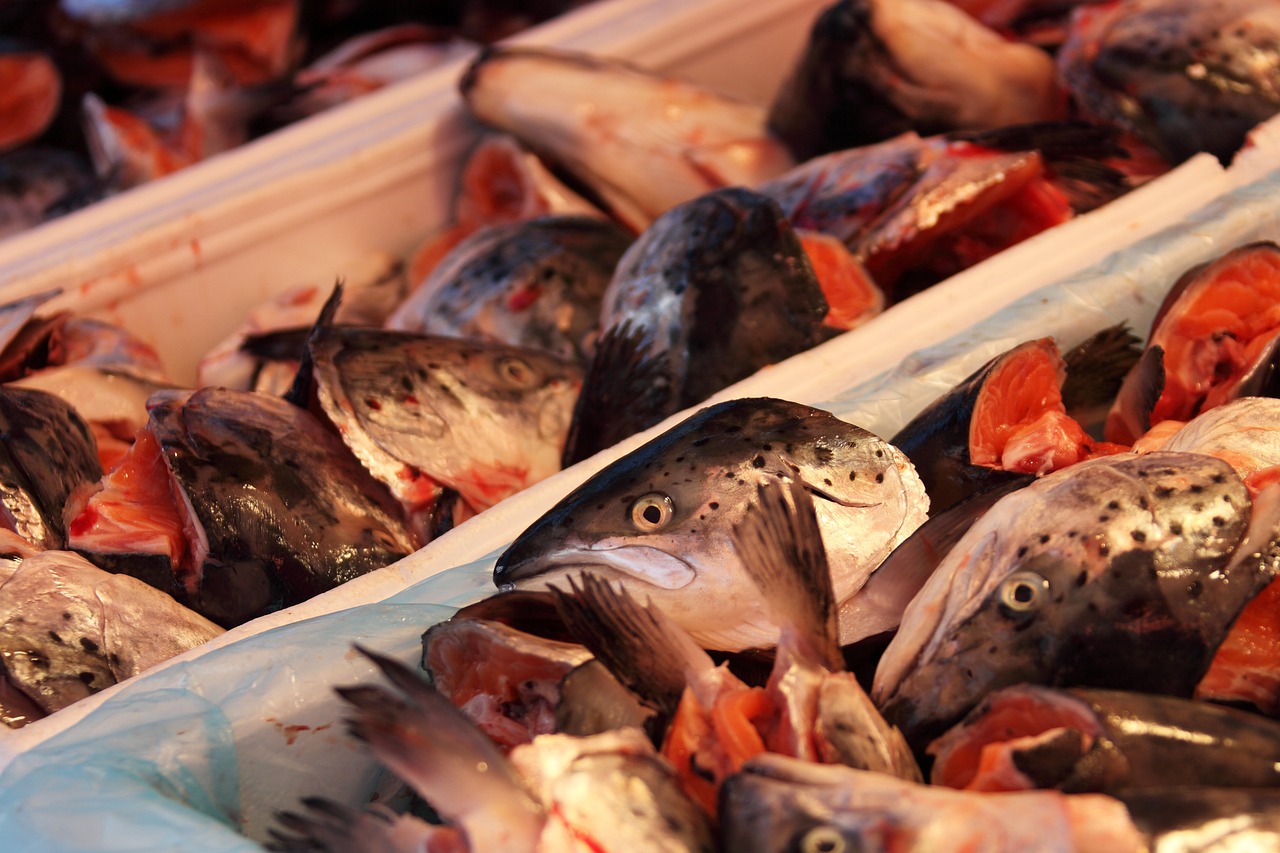 原神去哪里釣花鳉魚效率高，花鳉魚出現(xiàn)時(shí)間 垂釣樂園 第2張