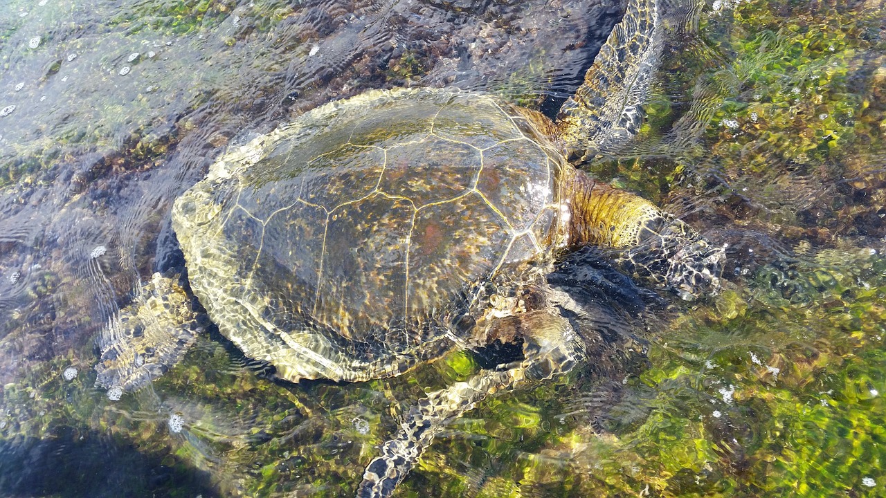 胡椒水虎和黑食區(qū)別是什么，水里游三個字動物名 食人魚（水虎） 第2張