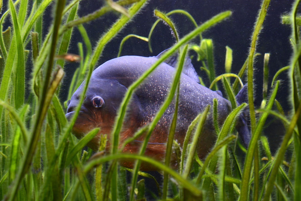 兇魚哪個觀賞性高，十大冷水兇猛觀賞魚