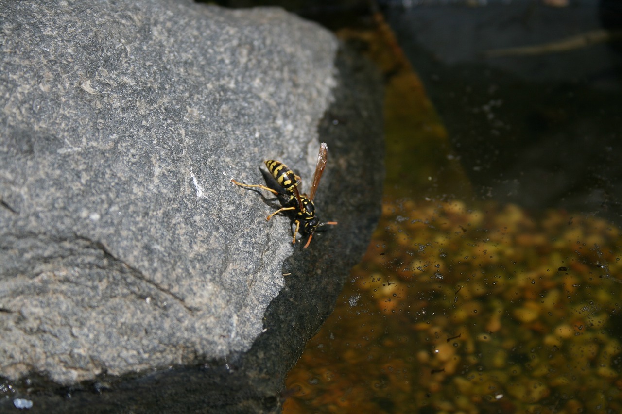 魚(yú)缸里面放水草合適嗎，魚(yú)缸里放水草合適嗎，養(yǎng)金魚(yú)需要放水草嗎