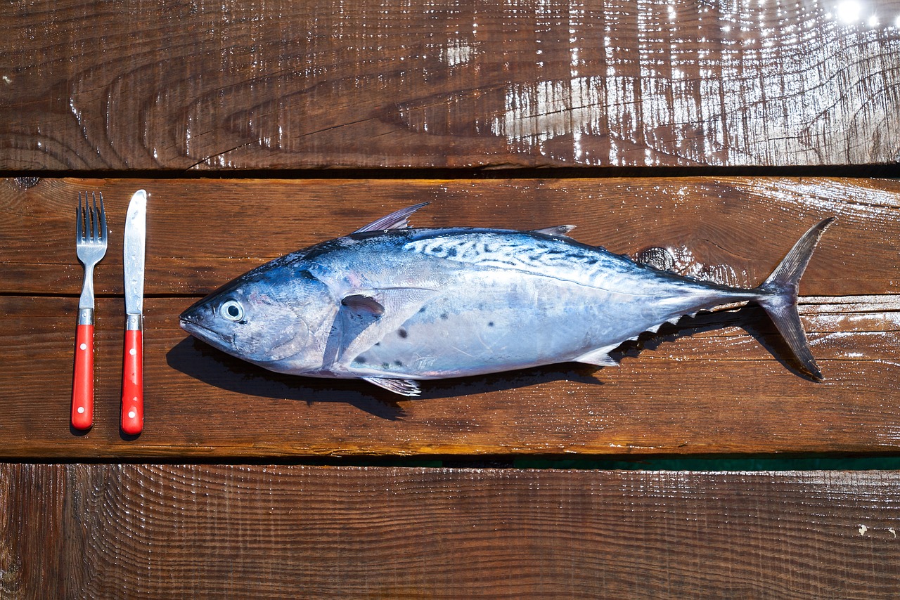 如何正確喂養(yǎng)六角恐龍魚 大日玉鯖魚 第1張