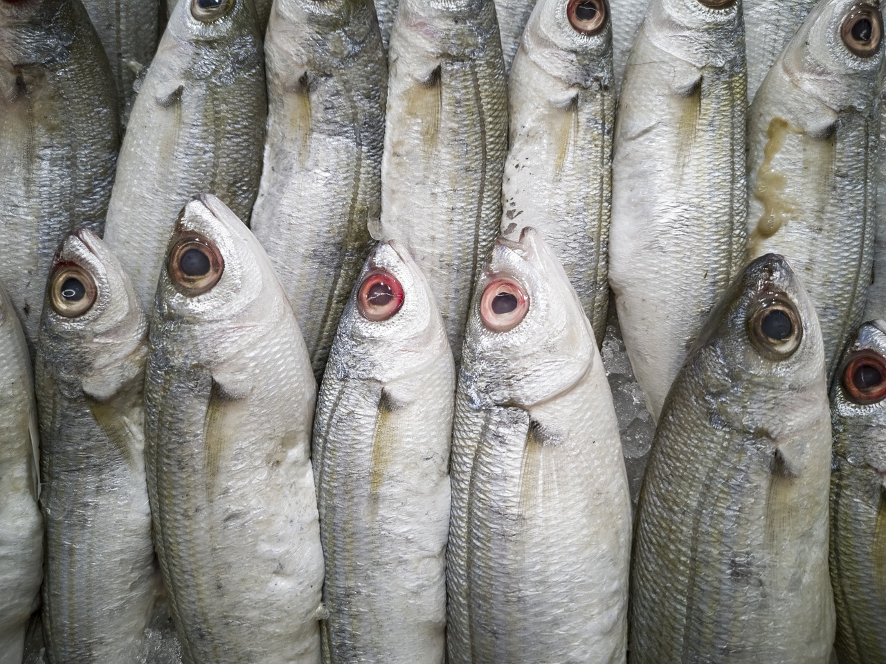 男子養(yǎng)3年龍魚死亡，含淚清蒸品嘗，龍魚的價(jià)值有多高？ 福虎/異型虎魚/純色虎魚 第2張