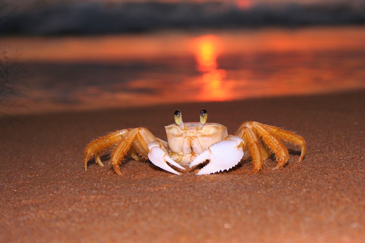 財神魚突然死了是什么原因發(fā)財魚突然死了是什么原因 觀賞龜/鱉飼料 第1張